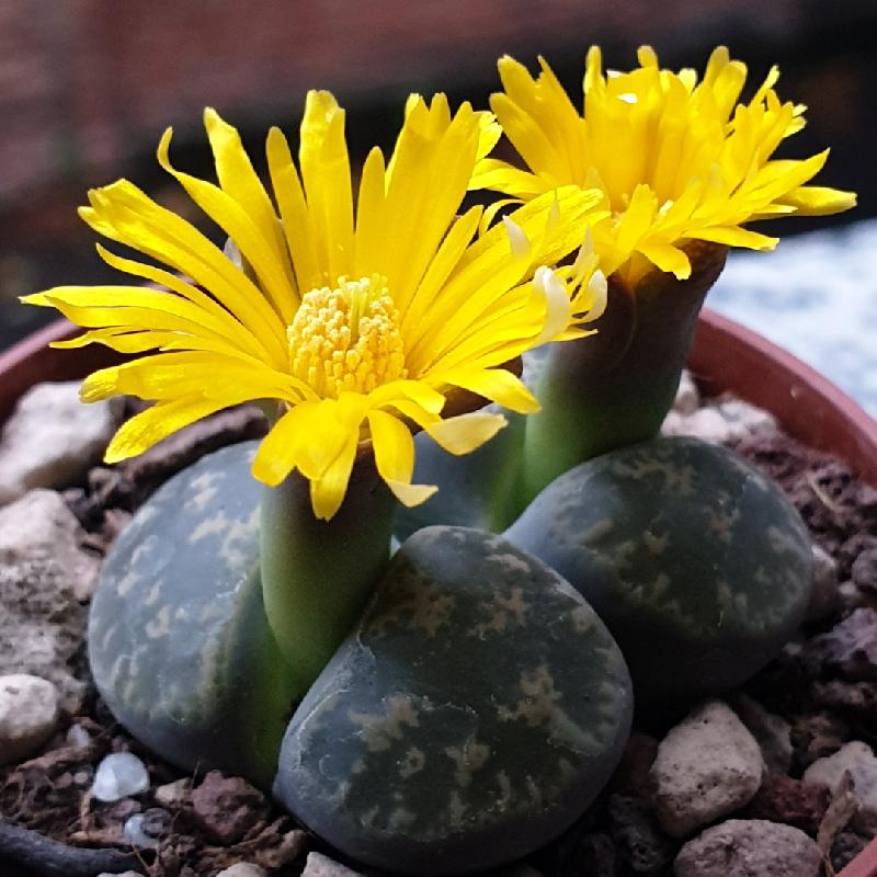 Lithops_lesliei_ssp._lesliei_var._lesliei_C033_1.jpg